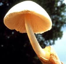 Paddy-straw mushroom
