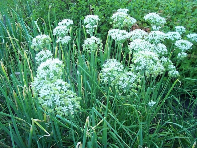 garlic cultivation