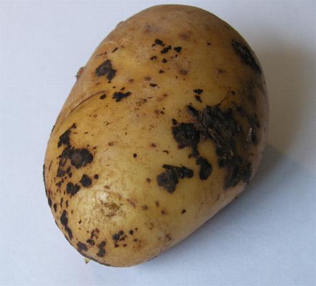 Diseases of Potato